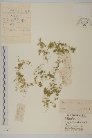 繁縷藏品圖，第1張