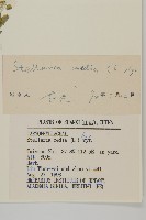 繁縷藏品圖，第3張