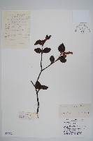 黑樺藏品圖，第1張