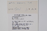 黑樺藏品圖，第2張