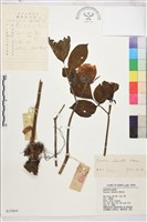 草芍藥, 山芍葯藏品圖，第1張