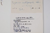 鈍萼附地菜藏品圖，第2張