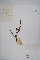 狹苞斑種草藏品圖，第1張