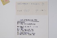 狹苞斑種草藏品圖，第2張