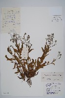 勿忘草藏品圖，第1張