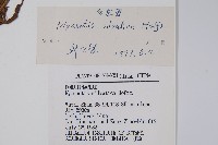 勿忘草藏品圖，第2張