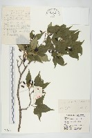 山茱萸藏品圖，第1張