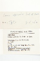 山茱萸藏品圖，第3張