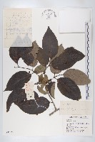 黑棗、君遷子藏品圖，第1張