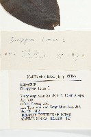 黑棗、君遷子藏品圖，第3張