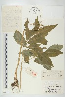 紫花碎米薺藏品圖，第1張