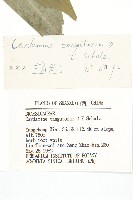 紫花碎米薺藏品圖，第3張