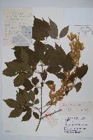 建始槭藏品圖，第1張