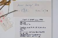 建始槭藏品圖，第2張