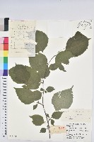 領春木藏品圖，第1張