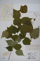 八角楓、瓜木藏品圖，第1張