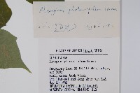 八角楓、瓜木藏品圖，第2張