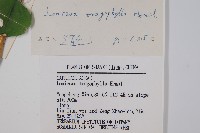 盤葉忍冬藏品圖，第2張