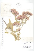 草地風毛菊藏品圖，第1張