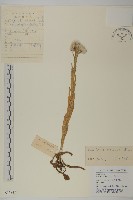 零零香藏品圖，第1張