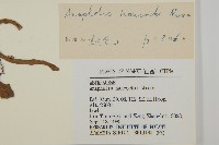 零零香藏品圖，第3張