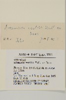 蒿子藏品圖，第3張