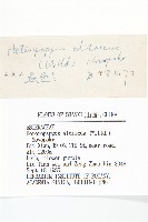 阿爾泰狗哇花藏品圖，第3張