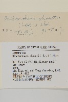 小紅菊藏品圖，第3張