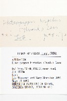 狗娃花藏品圖，第3張