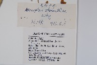 長柱沙參藏品圖，第2張