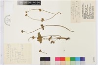 疏齒銀蓮花藏品圖，第1張