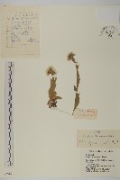 零零香藏品圖，第1張