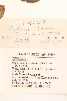 紅輪狗舌草藏品圖，第3張