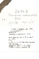 昂頭鳳毛菊藏品圖，第3張