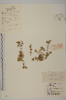 卷耳藏品圖，第1張