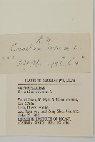 卷耳藏品圖，第3張