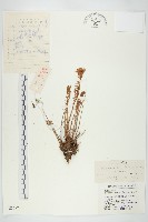 小叢紅景天藏品圖，第1張