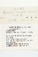 小叢紅景天藏品圖，第3張