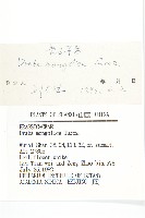 蒙古葶藶藏品圖，第3張