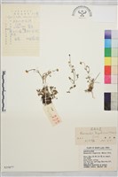 高原毛茛藏品圖，第1張