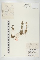 蒙古葶藶藏品圖，第1張