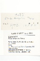 蒙古葶藶藏品圖，第3張