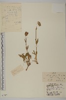 女婁菜藏品圖，第1張