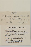 女婁菜藏品圖，第3張