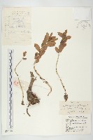 華北景天藏品圖，第1張