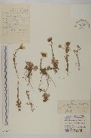 小蔘菊藏品圖，第1張