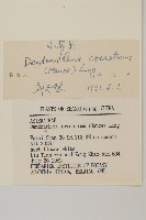 小蔘菊藏品圖，第3張