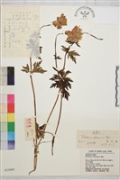 金蓮花藏品圖，第1張