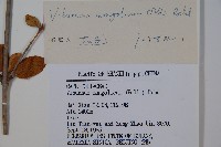 蒙古莢迷藏品圖，第2張