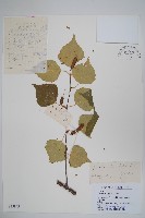 白樺、粉樺、臭樺藏品圖，第1張